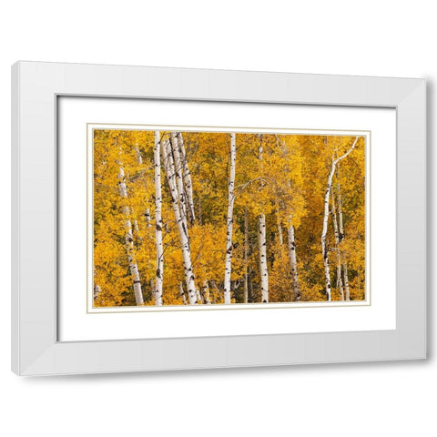 Pattern of white tree trunks among golden aspen leaves-Grand Teton National Park-Wyoming White Modern Wood Framed Art Print with Double Matting by Jones, Adam