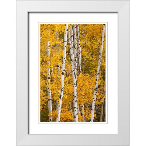 Pattern of white tree trunks among golden aspen leaves-Grand Teton National Park-Wyoming White Modern Wood Framed Art Print with Double Matting by Jones, Adam