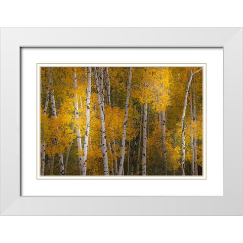 Pattern of white tree trunks among golden aspen leaves-Grand Teton National Park-Wyoming White Modern Wood Framed Art Print with Double Matting by Jones, Adam