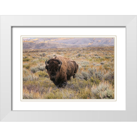 American Bison in sagebrush meadow Grand Teton National Park White Modern Wood Framed Art Print with Double Matting by Jones, Adam