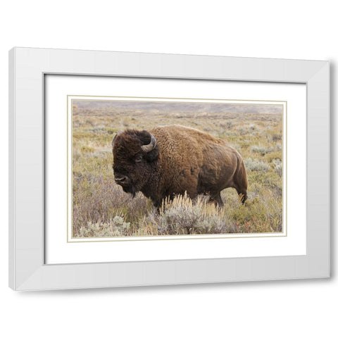 American Bison in sagebrush meadow Grand Teton National Park White Modern Wood Framed Art Print with Double Matting by Jones, Adam
