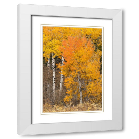 Autumn view of willows and aspen trees along shoreline of Two Ocean Lake-Grand Teton National Park White Modern Wood Framed Art Print with Double Matting by Jones, Adam