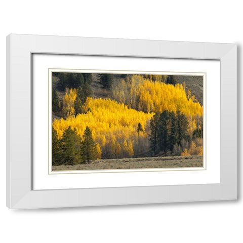 Autumn view of willows along shoreline of Two Ocean Lake-Grand Teton National Park-Wyoming White Modern Wood Framed Art Print with Double Matting by Jones, Adam