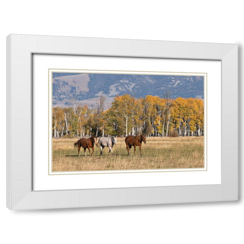 Horses just outside-Grand Teton National Park-Wyoming White Modern Wood Framed Art Print with Double Matting by Jones, Adam