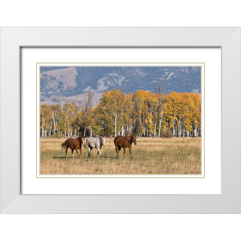 Horses just outside-Grand Teton National Park-Wyoming White Modern Wood Framed Art Print with Double Matting by Jones, Adam