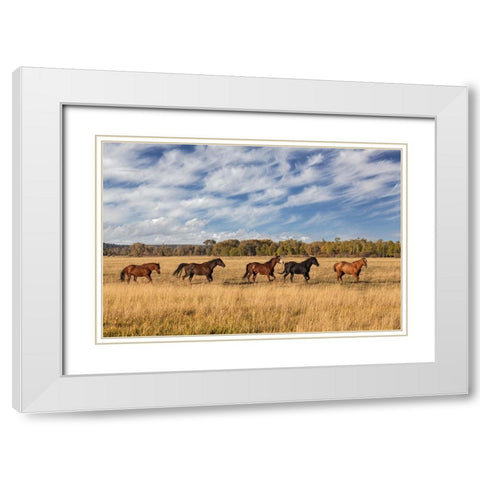 Horses just outside-Grand Teton National Park-Wyoming White Modern Wood Framed Art Print with Double Matting by Jones, Adam