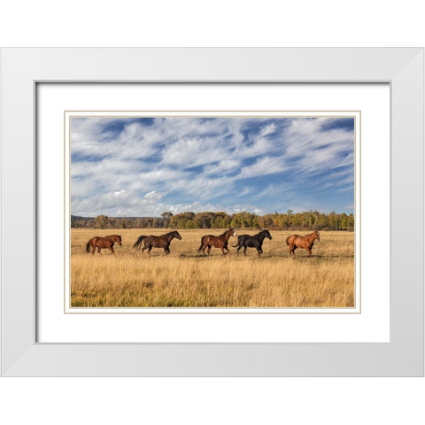 Horses just outside-Grand Teton National Park-Wyoming White Modern Wood Framed Art Print with Double Matting by Jones, Adam