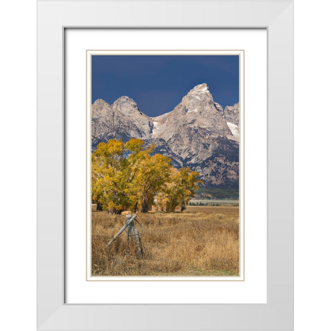 Fencepost-cottonwood trees and Teton Range in autumn-Grand Teton National Park-Wyoming White Modern Wood Framed Art Print with Double Matting by Jones, Adam
