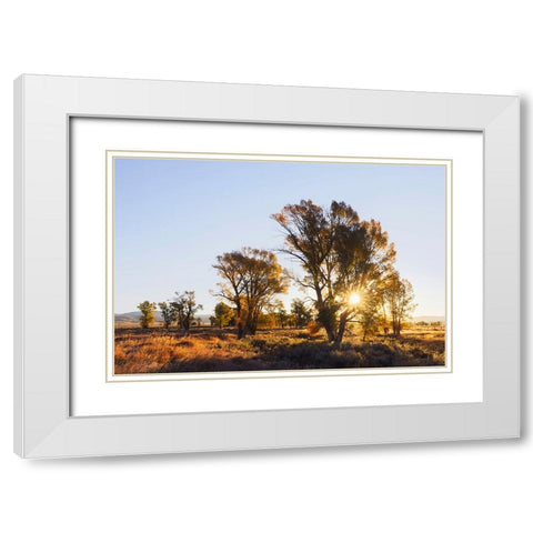 Sunrise through cottonwood trees-Grand Teton National Park-Wyoming White Modern Wood Framed Art Print with Double Matting by Jones, Adam