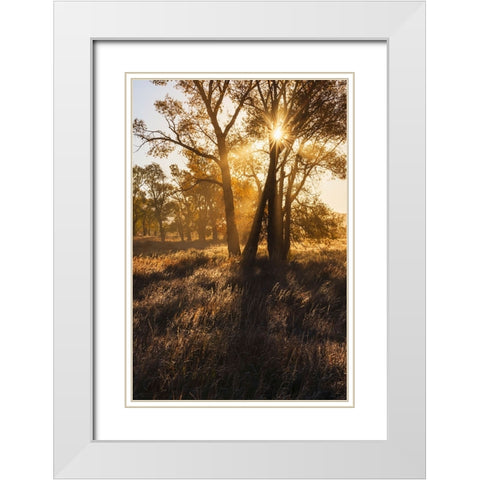 Sunrise through cottonwood trees-Grand Teton National Park-Wyoming White Modern Wood Framed Art Print with Double Matting by Jones, Adam