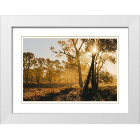 Sunrise through cottonwood trees-Grand Teton National Park-Wyoming White Modern Wood Framed Art Print with Double Matting by Jones, Adam