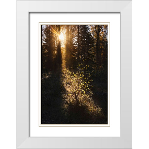 Sunrise through cottonwood trees-Grand Teton National Park-Wyoming White Modern Wood Framed Art Print with Double Matting by Jones, Adam