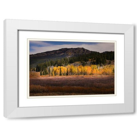 Autumn view of willows and aspen groves-Grand Teton National Park-Wyoming White Modern Wood Framed Art Print with Double Matting by Jones, Adam