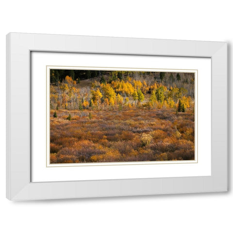 Autumn view of willows and aspen groves-Grand Teton National Park-Wyoming White Modern Wood Framed Art Print with Double Matting by Jones, Adam