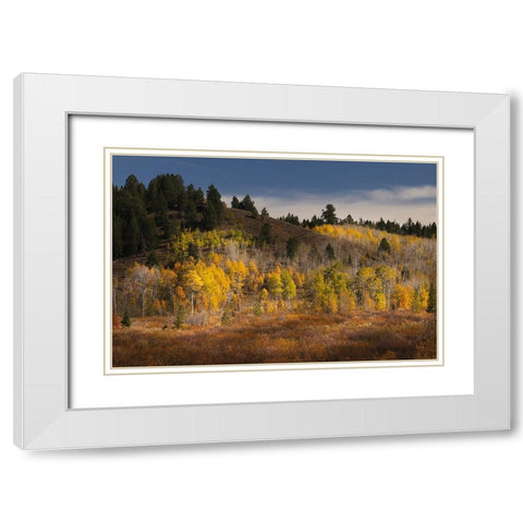 Autumn view of willows and aspen groves-Grand Teton National Park-Wyoming White Modern Wood Framed Art Print with Double Matting by Jones, Adam