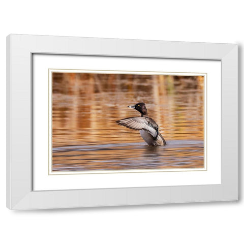Ring-necked Duck-Grand Teton National Park-Wyoming White Modern Wood Framed Art Print with Double Matting by Jones, Adam