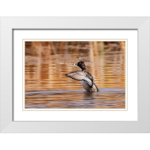 Ring-necked Duck-Grand Teton National Park-Wyoming White Modern Wood Framed Art Print with Double Matting by Jones, Adam