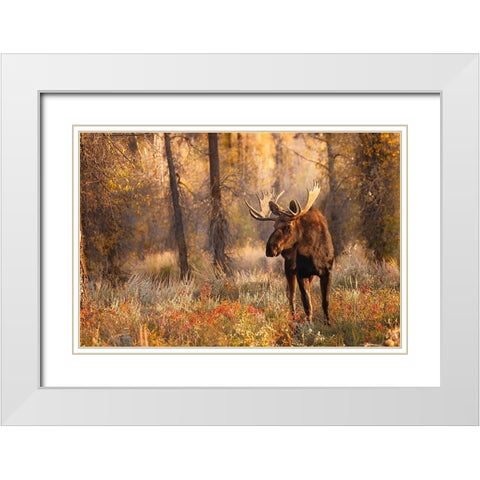 Bull moose in autumn-Grand Teton National Park-Wyoming White Modern Wood Framed Art Print with Double Matting by Jones, Adam