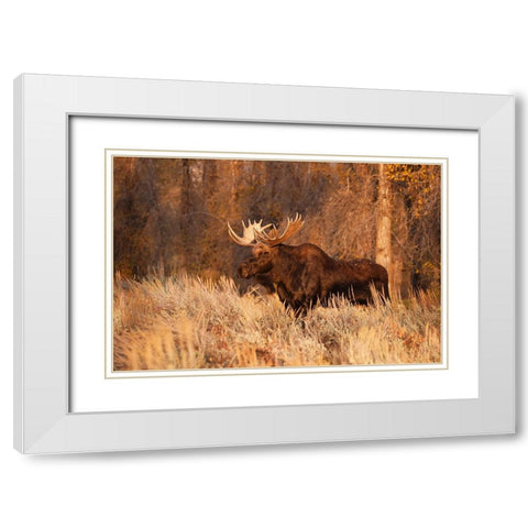 Bull moose in autumn-Grand Teton National Park-Wyoming White Modern Wood Framed Art Print with Double Matting by Jones, Adam
