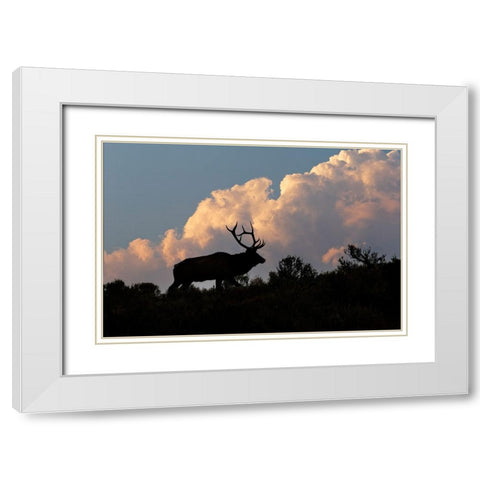Bull elk or wapiti silhouetted on ridge at sunrise-Yellowstone National Park-Wyoming White Modern Wood Framed Art Print with Double Matting by Jones, Adam