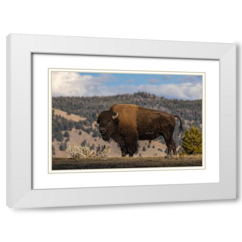 American Bison Yellowstone National Park-Wyoming White Modern Wood Framed Art Print with Double Matting by Jones, Adam