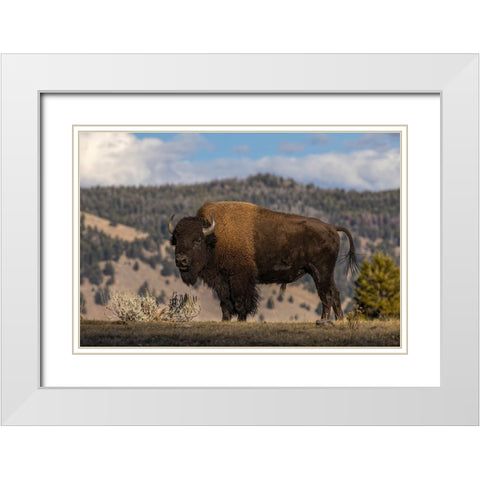 American Bison Yellowstone National Park-Wyoming White Modern Wood Framed Art Print with Double Matting by Jones, Adam