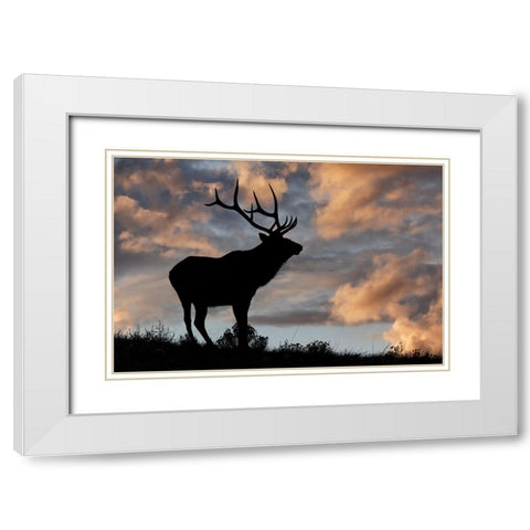 Bull elk or wapiti silhouetted at sunrise on ridge-Yellowstone National Park-Wyoming White Modern Wood Framed Art Print with Double Matting by Jones, Adam