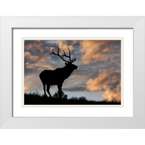 Bull elk or wapiti silhouetted at sunrise on ridge-Yellowstone National Park-Wyoming White Modern Wood Framed Art Print with Double Matting by Jones, Adam