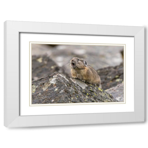 Pika-Ochotona princeps-Yellowstone National Park-Wyoming White Modern Wood Framed Art Print with Double Matting by Jones, Adam