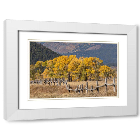 Cottonwood trees and fence in fall and Teton Range-Grand Teton National Park-Wyoming White Modern Wood Framed Art Print with Double Matting by Jones, Adam