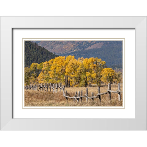 Cottonwood trees and fence in fall and Teton Range-Grand Teton National Park-Wyoming White Modern Wood Framed Art Print with Double Matting by Jones, Adam