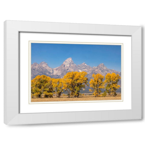 Cottonwood trees in fall and Teton Range-Grand Teton National Park-Wyoming White Modern Wood Framed Art Print with Double Matting by Jones, Adam
