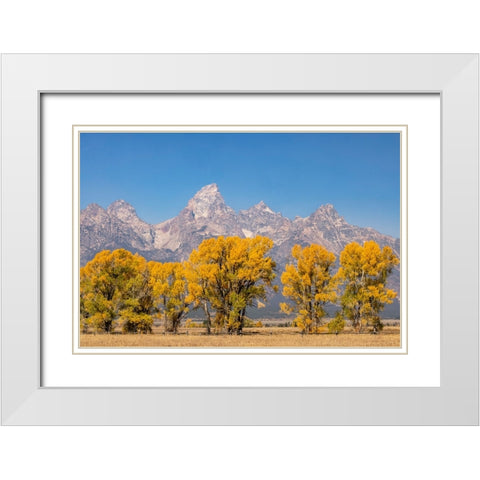 Cottonwood trees in fall and Teton Range-Grand Teton National Park-Wyoming White Modern Wood Framed Art Print with Double Matting by Jones, Adam