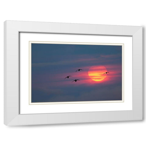 Canada geese silhouetted flying at sunset-Grand Teton National Park-Wyoming White Modern Wood Framed Art Print with Double Matting by Jones, Adam