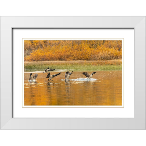 Canada geese landing and reflection on water-Grand Teton National Park-Wyoming White Modern Wood Framed Art Print with Double Matting by Jones, Adam