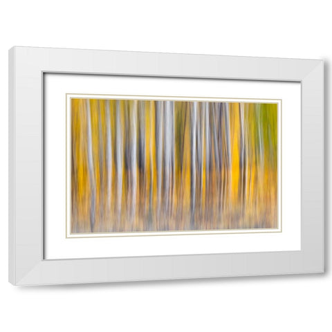 Abstract motion blur on grove of aspen trees-Grand Teton National Park-Wyoming White Modern Wood Framed Art Print with Double Matting by Jones, Adam