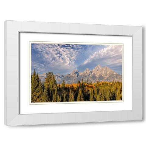 Golden aspen trees and Teton Range in early morning-Grand Teton National Park-Wyoming White Modern Wood Framed Art Print with Double Matting by Jones, Adam