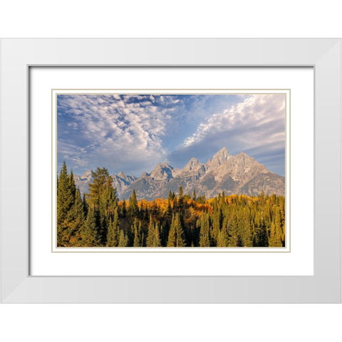 Golden aspen trees and Teton Range in early morning-Grand Teton National Park-Wyoming White Modern Wood Framed Art Print with Double Matting by Jones, Adam