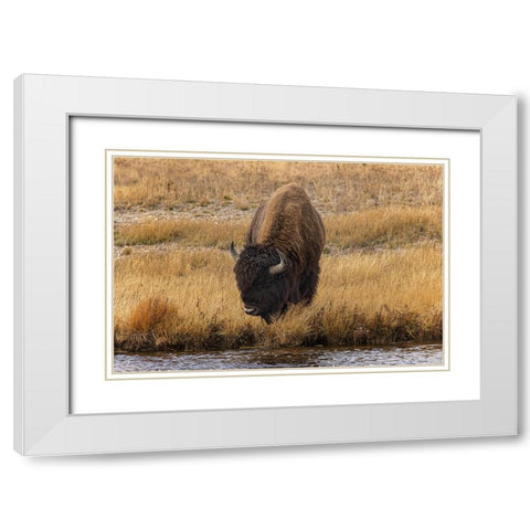American Bison Yellowstone National Park-Wyoming White Modern Wood Framed Art Print with Double Matting by Jones, Adam