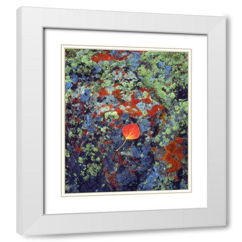 USA, Wyoming, Aspen leaf on a lichen covered rock White Modern Wood Framed Art Print with Double Matting by Talbot Frank, Christopher