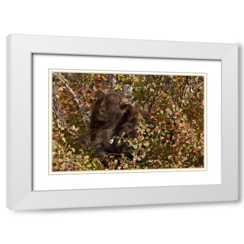 WY, Grand Tetons Black bear foraging for food White Modern Wood Framed Art Print with Double Matting by Grall, Don