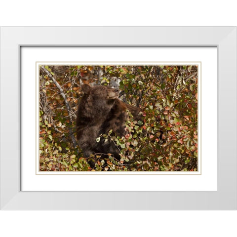 WY, Grand Tetons Black bear foraging for food White Modern Wood Framed Art Print with Double Matting by Grall, Don