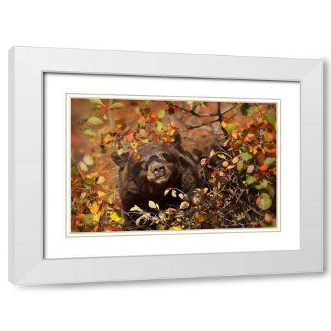 WY, Grand Tetons Black bear foraging for berries White Modern Wood Framed Art Print with Double Matting by Grall, Don