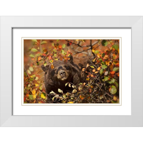 WY, Grand Tetons Black bear foraging for berries White Modern Wood Framed Art Print with Double Matting by Grall, Don