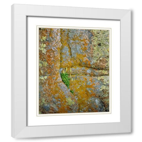 WY, Vedauwoo Park Poker heuchera plant White Modern Wood Framed Art Print with Double Matting by Terrill, Steve