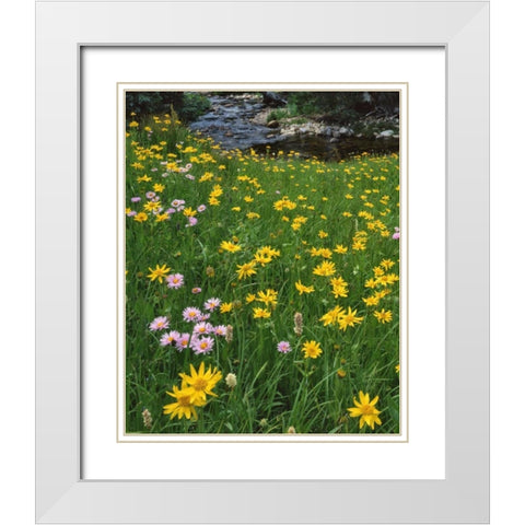 WY, Medicine Bow NF Golden mountain arnicas White Modern Wood Framed Art Print with Double Matting by Terrill, Steve