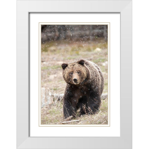 close-up Grizzly bear sow in spring snowfall  White Modern Wood Framed Art Print with Double Matting by Jaynes Gallery