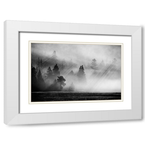 USA-Wyoming-Yellowstone National Park-Early morning fog with light rays through the trees White Modern Wood Framed Art Print with Double Matting by Hopkins, Cindy Miller