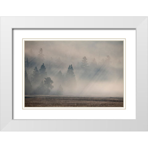 USA-Wyoming-Yellowstone National Park-Early morning fog with light rays through the trees White Modern Wood Framed Art Print with Double Matting by Hopkins, Cindy Miller