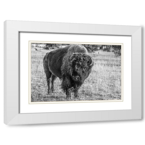 USA-Wyoming-Yellowstone National Park-Upper Geyser Basin-Lone male American bison-aka buffalo with  White Modern Wood Framed Art Print with Double Matting by Hopkins, Cindy Miller